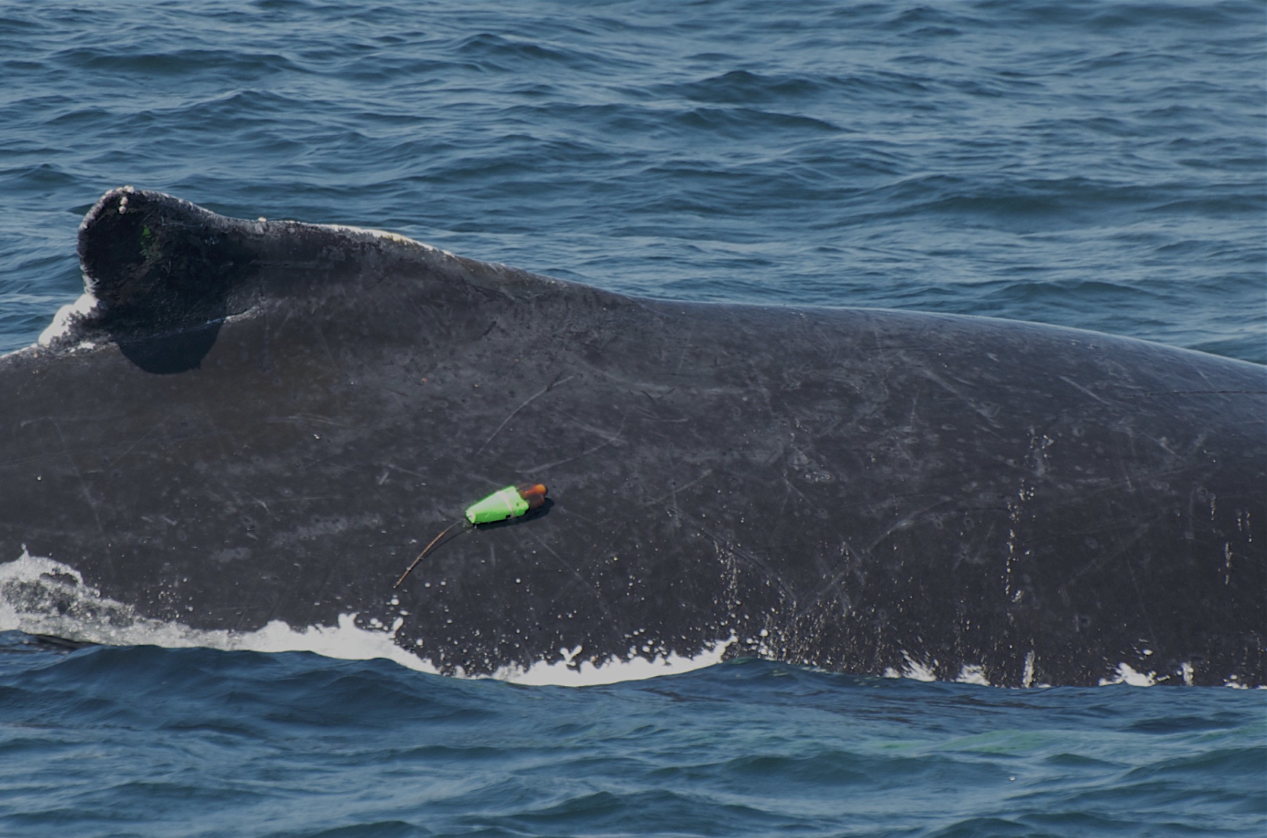 Acousonde tag on a humpback